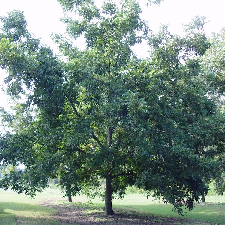 Pecan growers: Pick new varieties when replanting